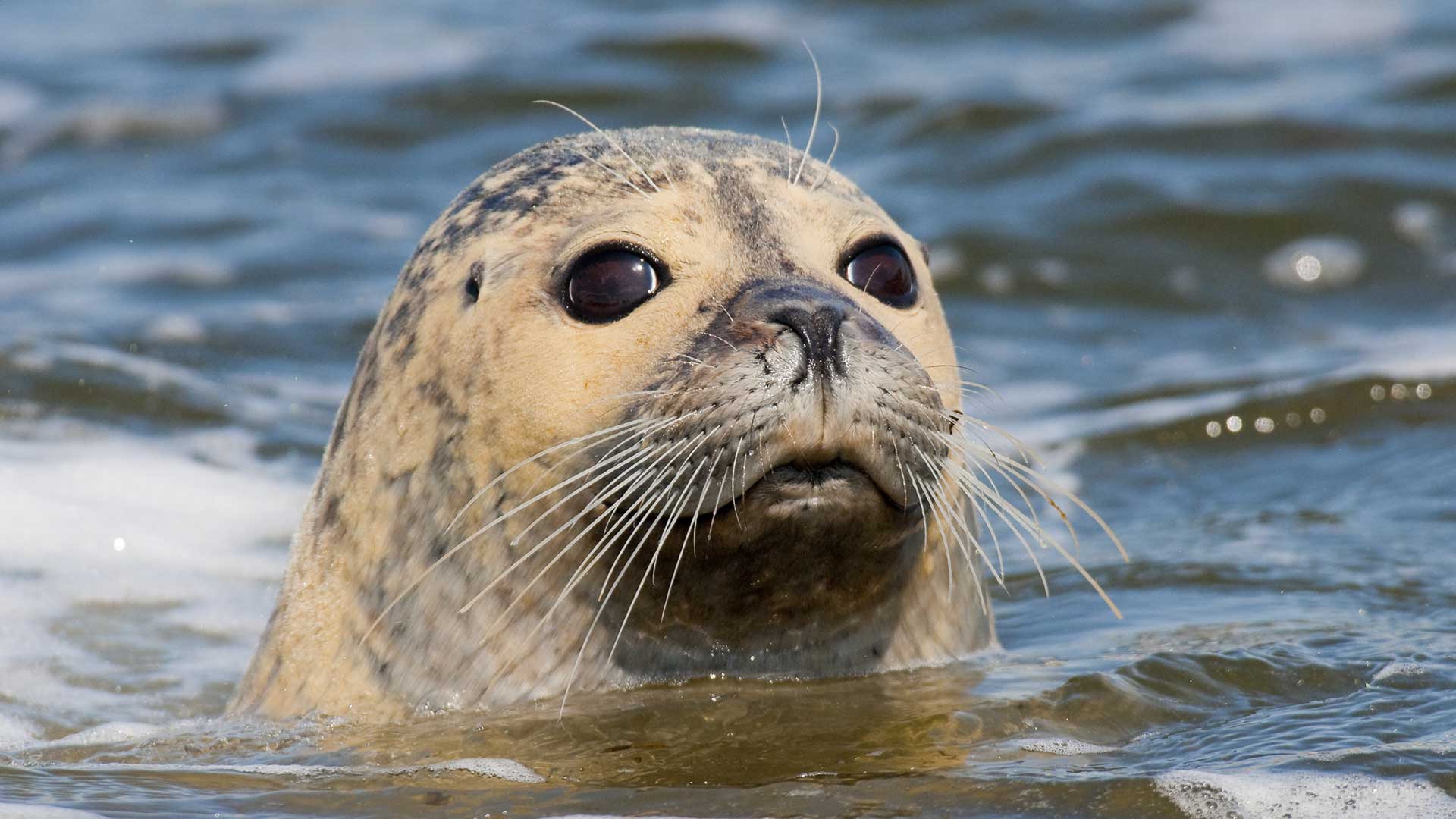 Nature Tours - Wales Beckons