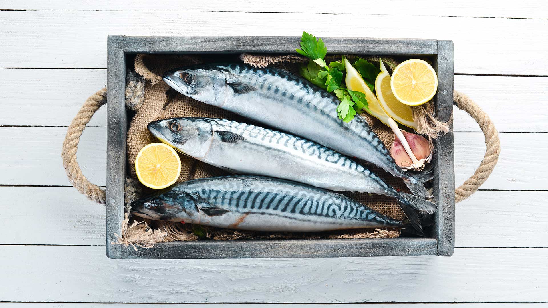 fresh mackerel