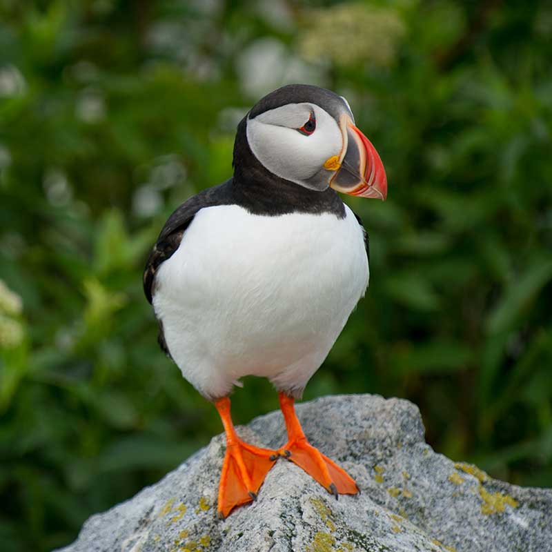 Puffin on a rock 
