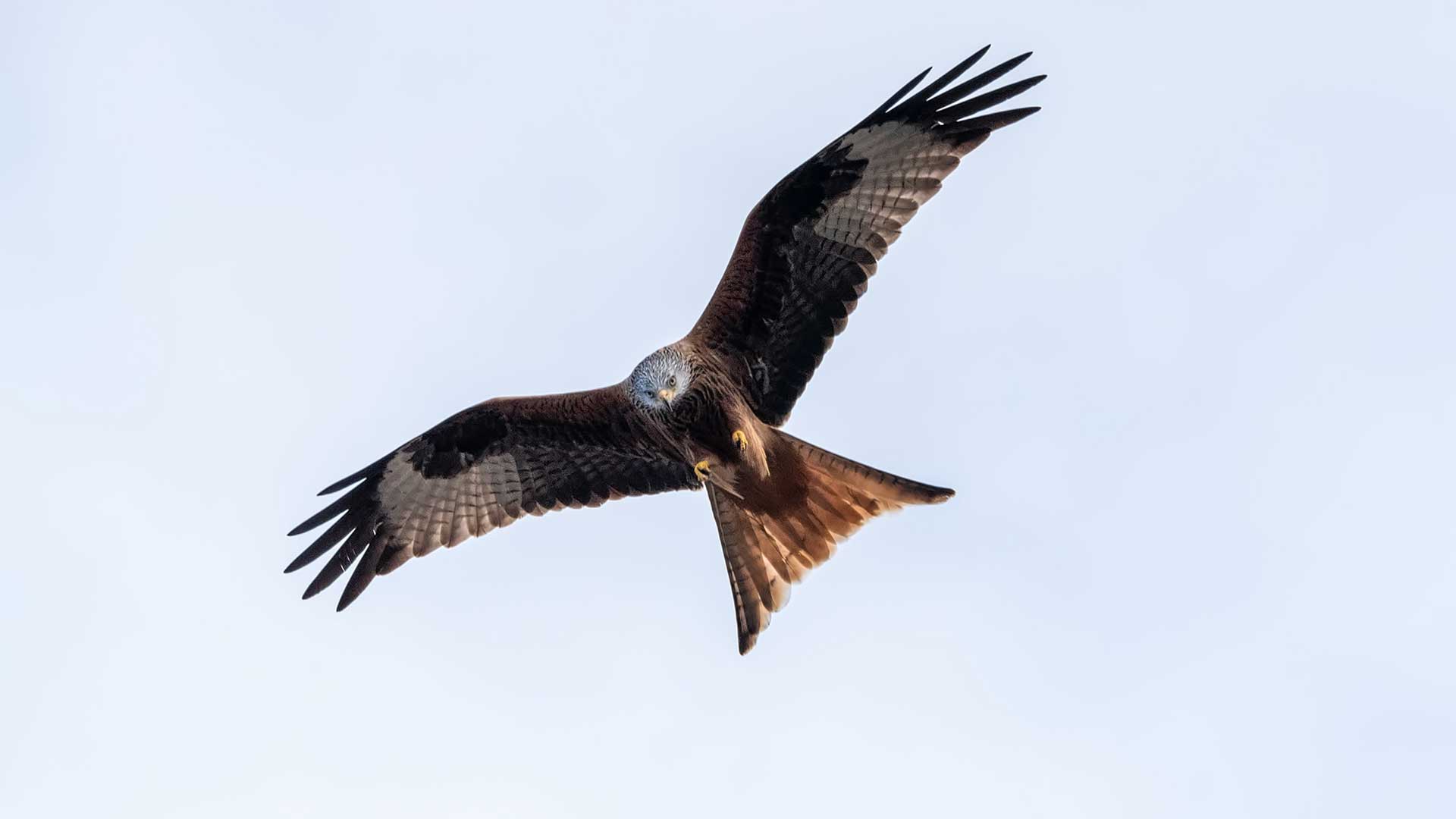 Red Kite in mid Wales