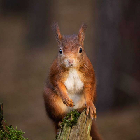 Red Squirrel by Rebecca Prest on Unsplash