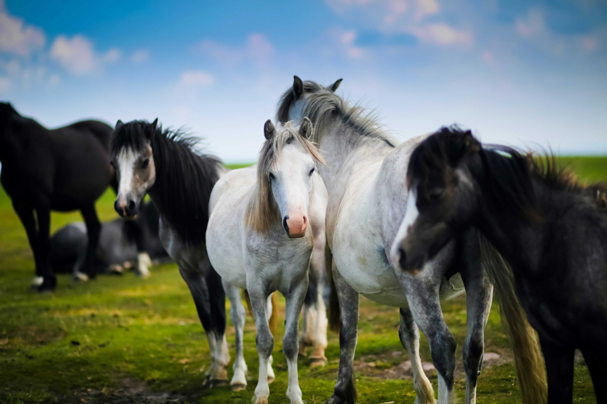 Welsh Ponies by Sammy Leigh Scholl on Unsplash